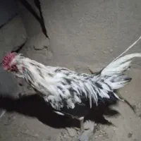 خروس گلین|حیوانات مزرعه|چهاردولی, |دیوار