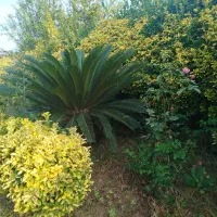 خریدار برگ سیکاس