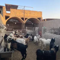 بز و بزغاله|حیوانات مزرعه|کاشان, طاهرآباد|دیوار