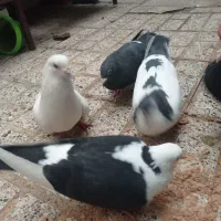 کفتر|پرنده|مشهد, خرمشهر|دیوار