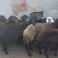 10راس گوسفند آبستن جوان سونو گرافیشده|حیوانات مزرعه|سیمین شهر, |دیوار