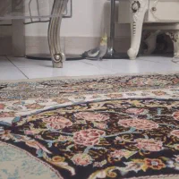 یک جفت عروس هلندی|پرنده|تهران, هفده شهریور|دیوار