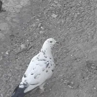 کبوتر رنگه|پرنده|مشهد, شهرک صنعتی توس|دیوار