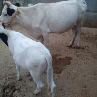 گاو وگوساله سالم دورگه