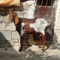 بز با بره نر