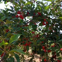 باغ ۵ جریبی بادام طرح باغ گستران|فروش زمین و ملک کلنگی|سامان, |دیوار