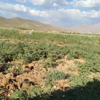 نخود|خوردنی و آشامیدنی|تهران, آرژانتین|دیوار