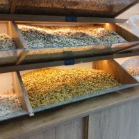 فروشندگی ومغازه داری(آجیل فروشی)