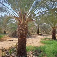 خرید نخل های زیر 5متر با ریشه فقط تعداد بالا|خدمات باغبانی و درختکاری|آبپخش, |دیوار