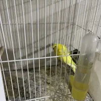 مرغ عشق پروانه ای