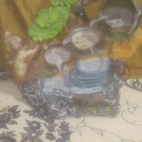 ابنما سالم زیبای و تنوع