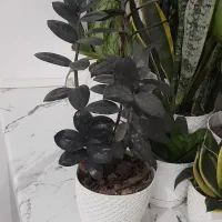 گل زاموفیلیا