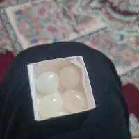 عقیق شیری یمنی