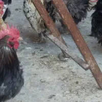 مرغ وخروس چینی وبلژیکی|حیوانات مزرعه|قم, نخودی|دیوار