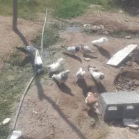 5500000|پرنده|توکهور, |دیوار