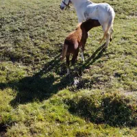 اسب|اسب و تجهیزات اسب‌سواری|هیر, |دیوار