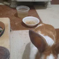 خرگوش