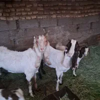 بز پاکستانی