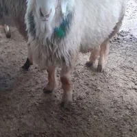 حیوان|حیوانات مزرعه|مارگون, |دیوار