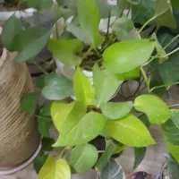 پتوس و سانس