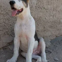 توله سگ آلابای ماده