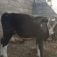 گوساله چهارماهه