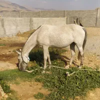مادیان ترک ۷ ساله ۳ماه آبستن قیمت  ۷۰ میلیون