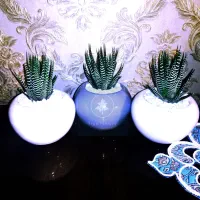 گل آپارتمانی ساکولنت هاورتیا گورخری