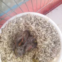 جوجه سهره قناری