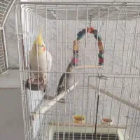 دو جفت عروس هلندی فروشی