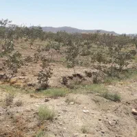 باغ پسته به همراه یک ساعت آب چاه عمیق