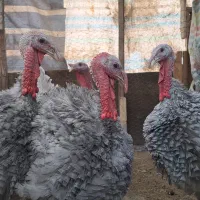 5 عدد بوقلمون اسلیت|پرنده|بانه, |دیوار