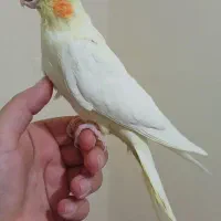 عروس هلندی لوتینو