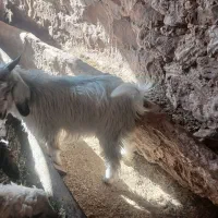 سه راس کهره نر|حیوانات مزرعه|دهدشت, |دیوار