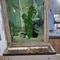 اکواریوم با تمام وسایل|ماهی|کرمانشاه, |دیوار