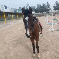 اسب نریون|اسب و تجهیزات اسب‌سواری|ملک‌آباد, |دیوار