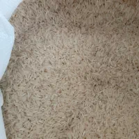 برنج فجرسوزنی دهنه ی زرینگل 90روزه بمقدار700کیلو