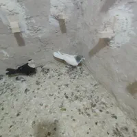 کبوتر شهری|پرنده|شیراز, جمال آباد|دیوار