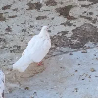 کبوتر|پرنده|کبودرآهنگ, |دیوار