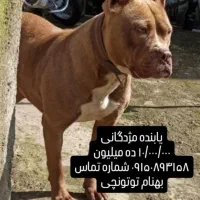 گم شده