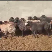 شیشک و میش بره دار و آبستن|حیوانات مزرعه|جوادآباد, |دیوار