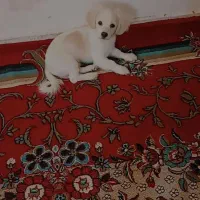 سگ اشپیتز|سگ|گلبهار, شهر جدید گلبهار|دیوار