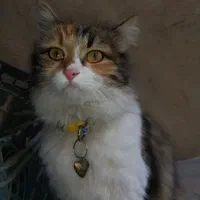 واگذاری گربه