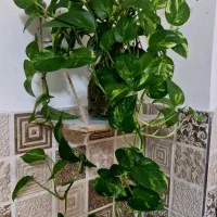 گل پتوس|گل و گیاه طبیعی|رشت, لاکان شهر|دیوار