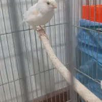 ۲ عددماده|پرنده|پاکدشت, پاکدشت (مامازند)|دیوار