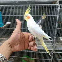 عروس هلندی سرلاکی و دنخور رام