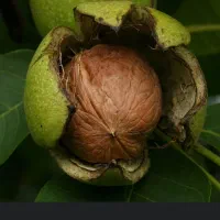 گردو