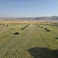 یونجه پرس سبز  بدون رطوبط ارسال به تمام نقاط ایران|عمده‌فروشی|شیراز, اصلاح‌نژاد|دیوار