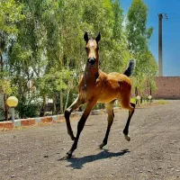 مرجع تخصصی(خریدوفروش.پانسیون نگهداری. کشش و سواری)