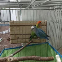 طوطی برزیلی مولد با همه وسایل